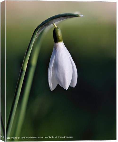 Solitary Snowdrop  Canvas Print by Tom McPherson