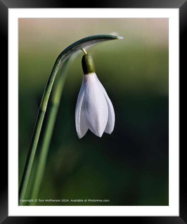 Solitary Snowdrop  Framed Mounted Print by Tom McPherson