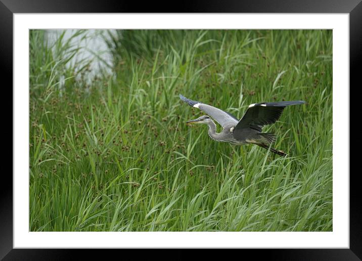Grey Heron Flying  Framed Mounted Print by kathy white