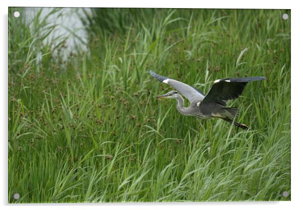 Grey Heron Flying  Acrylic by kathy white