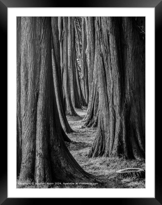 Majestic Monochrome Tree Pathway Framed Mounted Print by Stephen Munn