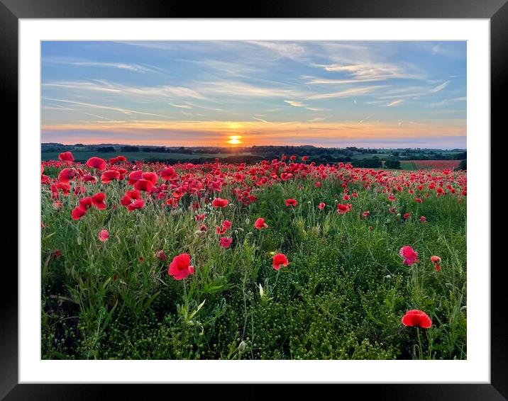 Bright poppies on a sunset sky Framed Mounted Print by Davies P