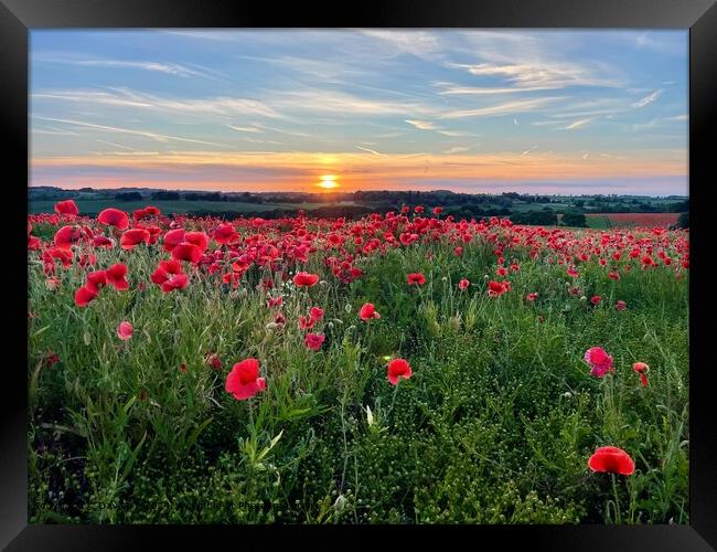 Bright poppies on a sunset sky Framed Print by Davies P