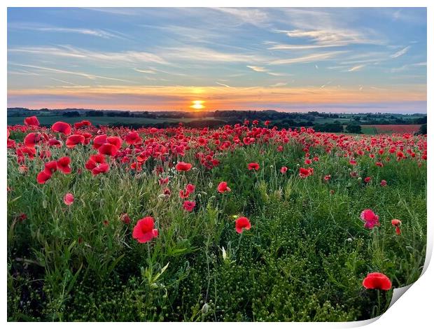 Bright poppies on a sunset sky Print by Davies P
