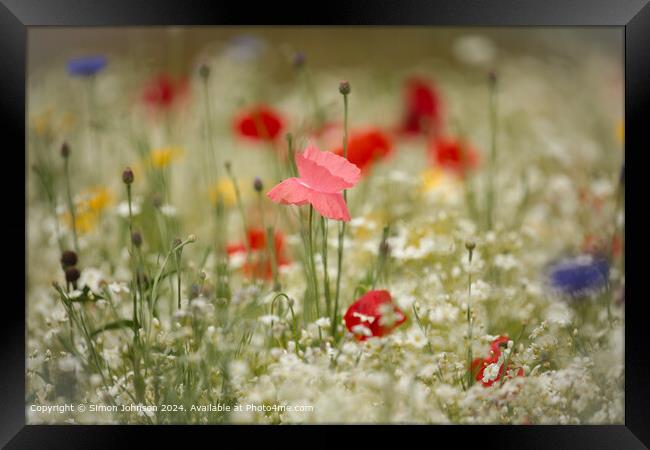 Poppy Meadow Flowers Cotswolds Framed Print by Simon Johnson
