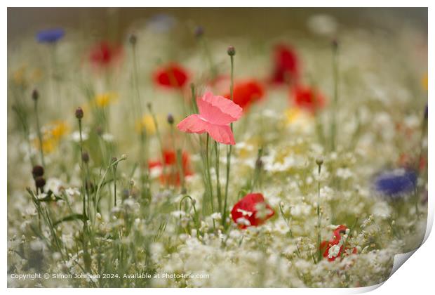 Poppy Meadow Flowers Cotswolds Print by Simon Johnson
