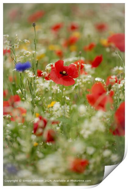 Cotswolds Meadow Flowers Print by Simon Johnson