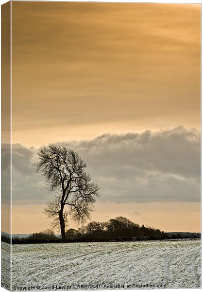 Winter Tree Canvas Print by David Lewins (LRPS)