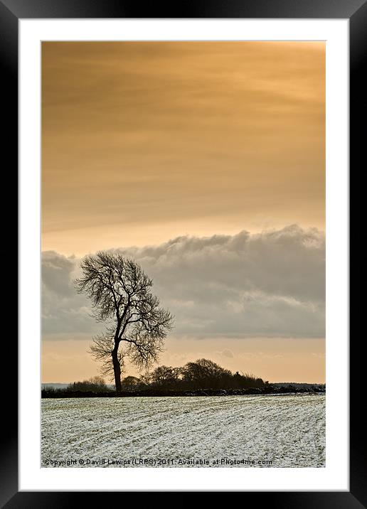 Winter Tree Framed Mounted Print by David Lewins (LRPS)