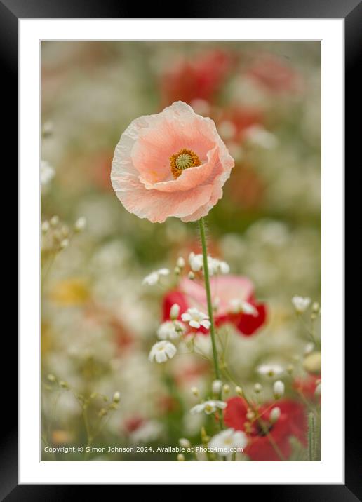 Poppy Meadow Flowers Cotswolds Framed Mounted Print by Simon Johnson