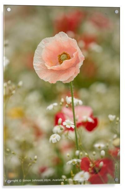 Poppy Meadow Flowers Cotswolds Acrylic by Simon Johnson