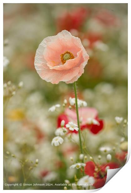 Poppy Meadow Flowers Cotswolds Print by Simon Johnson