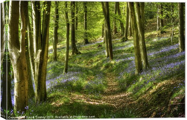 Bluebells and Beech Canvas Print by David Tinsley