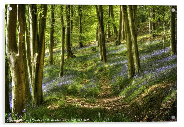 Bluebells and Beech Acrylic by David Tinsley