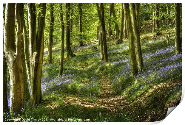 Bluebells and Beech Print by David Tinsley