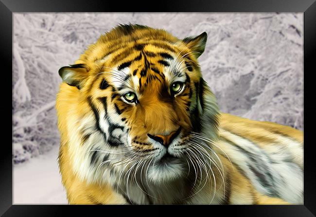 Sumatran Tiger in Snow Framed Print by Julie Hoddinott
