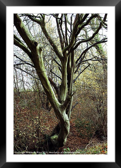 Curved tree trunk Framed Mounted Print by Mandy Rice