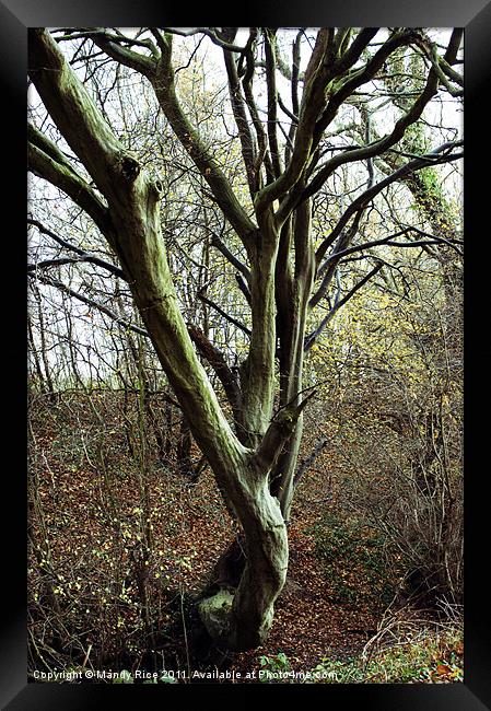 Curved tree trunk Framed Print by Mandy Rice