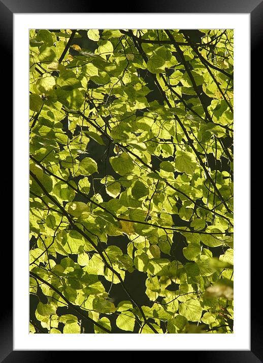 Backlit Leaves Framed Mounted Print by alan willoughby