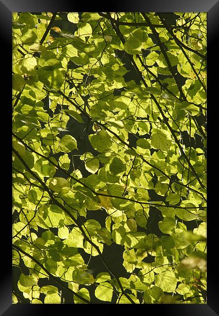 Backlit Leaves Framed Print by alan willoughby