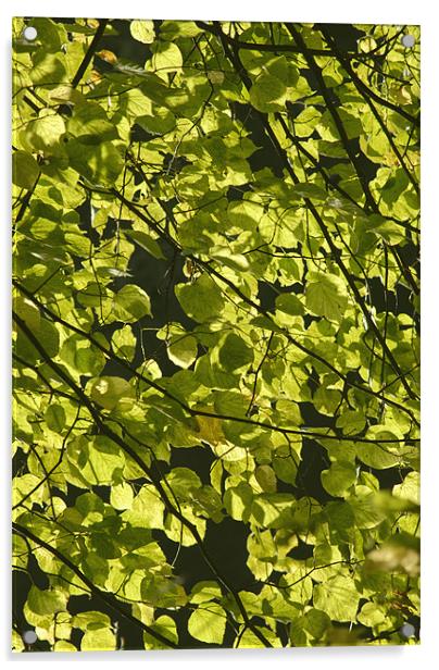 Backlit Leaves Acrylic by alan willoughby