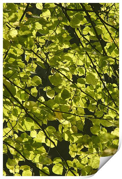 Backlit Leaves Print by alan willoughby