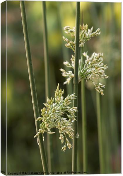 Simply Grass Canvas Print by Ann Garrett