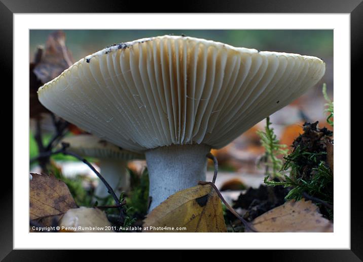 mushroom Framed Mounted Print by Elouera Photography