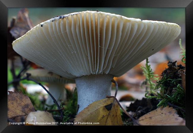 mushroom Framed Print by Elouera Photography