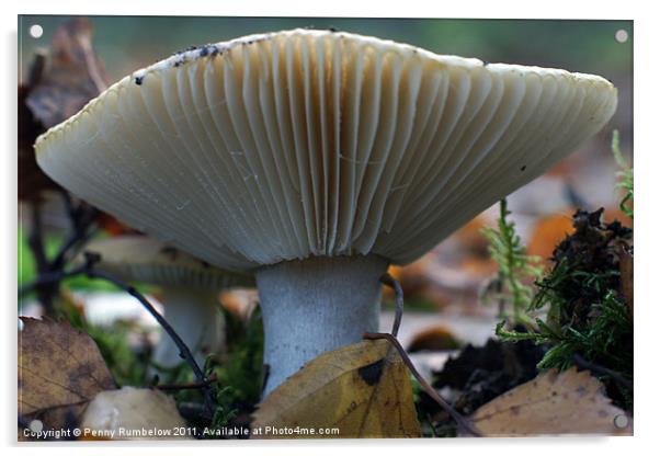 mushroom Acrylic by Elouera Photography