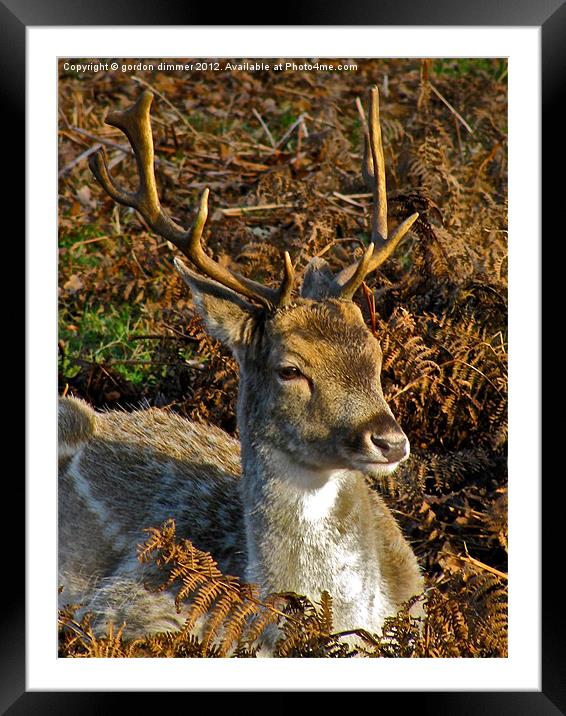 A deer in Richmond Park Framed Mounted Print by Gordon Dimmer