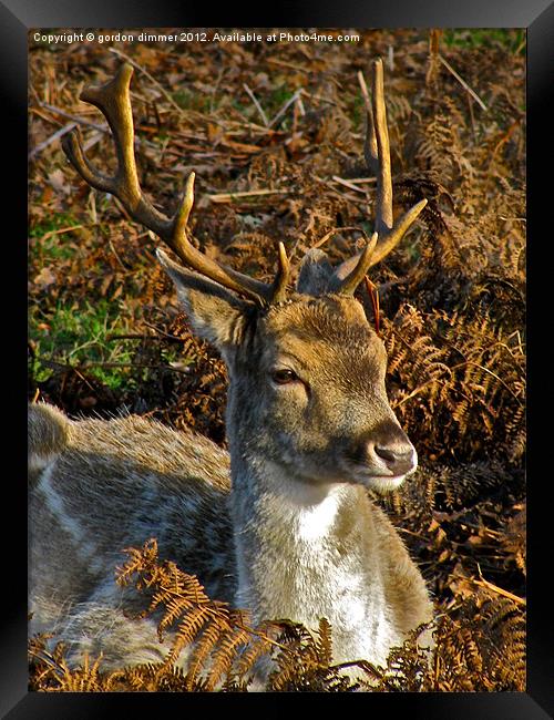 A deer in Richmond Park Framed Print by Gordon Dimmer