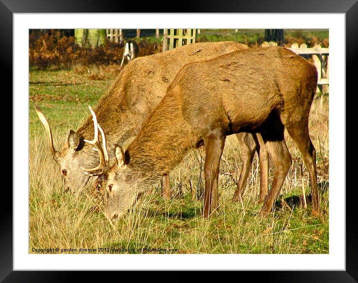 More deer at Richmond Park Framed Mounted Print by Gordon Dimmer