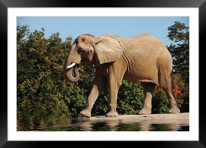 Wrinkles... the elephant  Framed Mounted Print by Elaine Manley