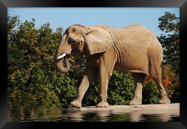Wrinkles... the elephant  Framed Print by Elaine Manley
