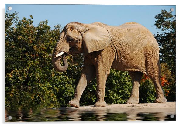 Wrinkles... the elephant  Acrylic by Elaine Manley