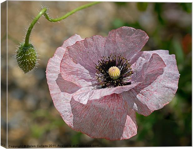 POPPY Canvas Print by Helen Cullens