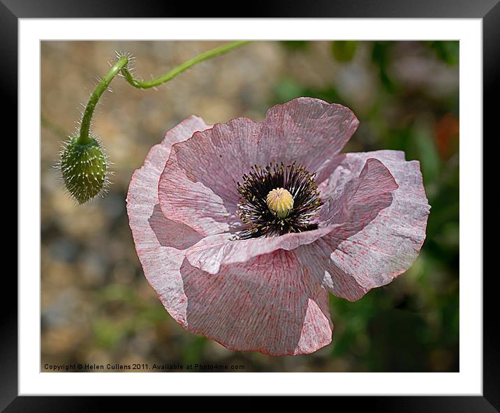 POPPY Framed Mounted Print by Helen Cullens