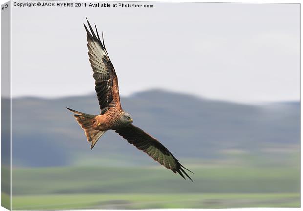Red Kite Canvas Print by Jack Byers