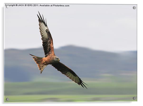 Red Kite Acrylic by Jack Byers