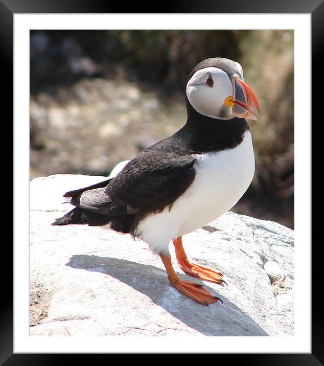 Puffin Framed Mounted Print by Bekie Spark