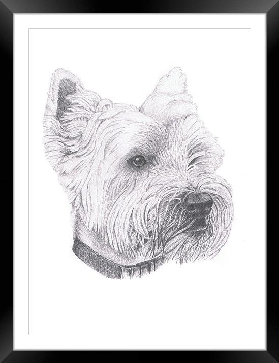 West Highland Terrier Framed Mounted Print by Gordon and Gillian McFarland