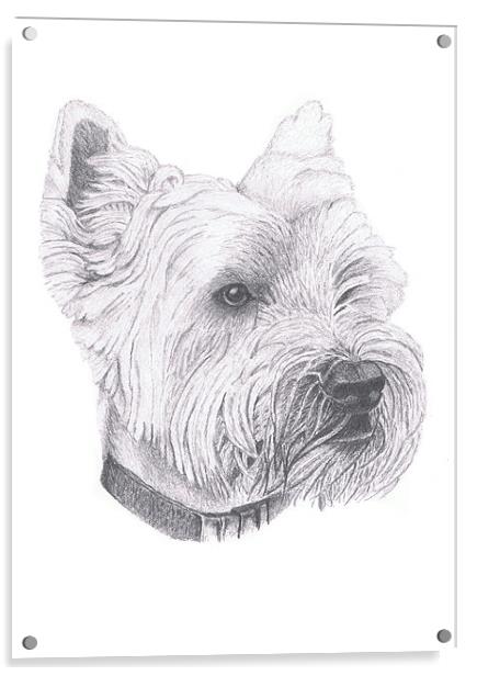 West Highland Terrier Acrylic by Gordon and Gillian McFarland