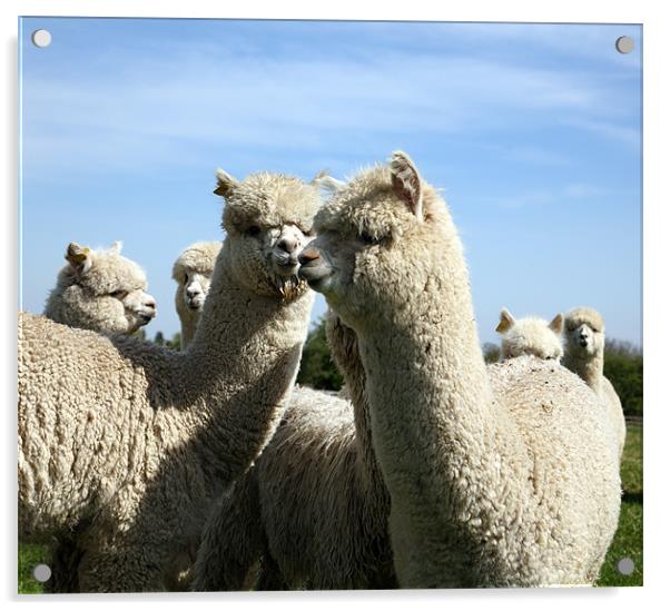 alpacas Acrylic by david harding