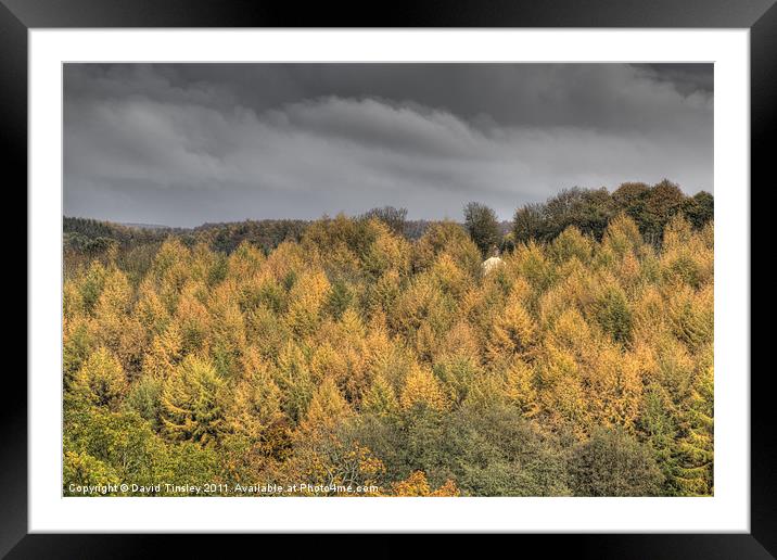 Autumn Light Framed Mounted Print by David Tinsley