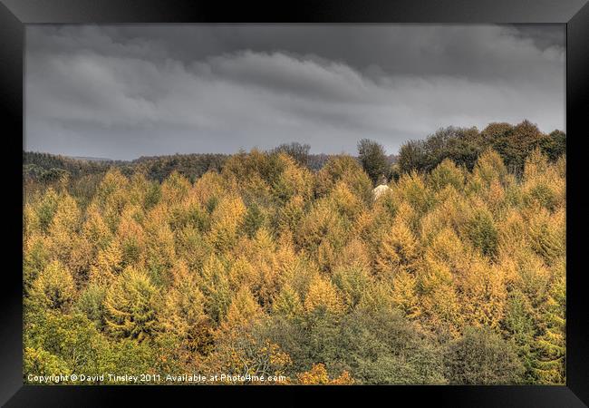 Autumn Light Framed Print by David Tinsley