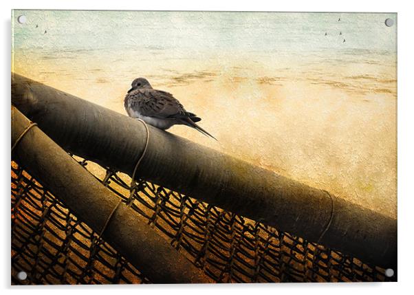 Mourning Dove Acrylic by Elaine Manley