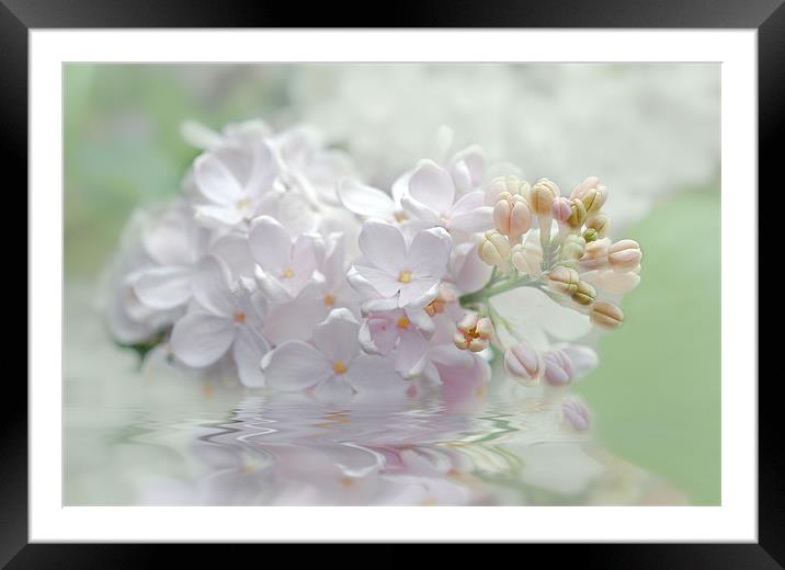 Spring Lilacs flower Framed Mounted Print by Elaine Manley