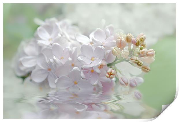 Spring Lilacs flower Print by Elaine Manley
