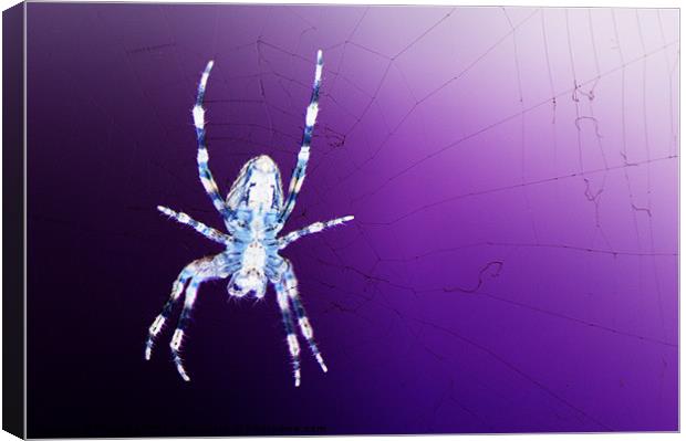 Orb Web Spider Canvas Print by Chris Day